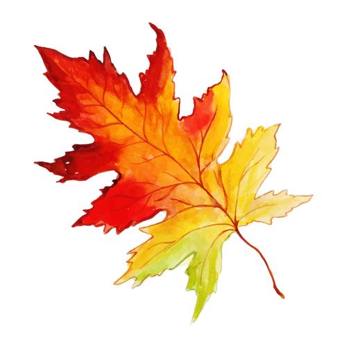 Beautiful Watercolor Autumn Leaf vector