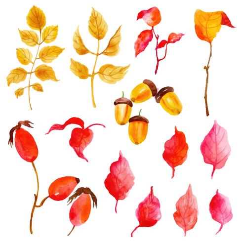 Beautiful Watercolor Autumn Leaves Collection vector