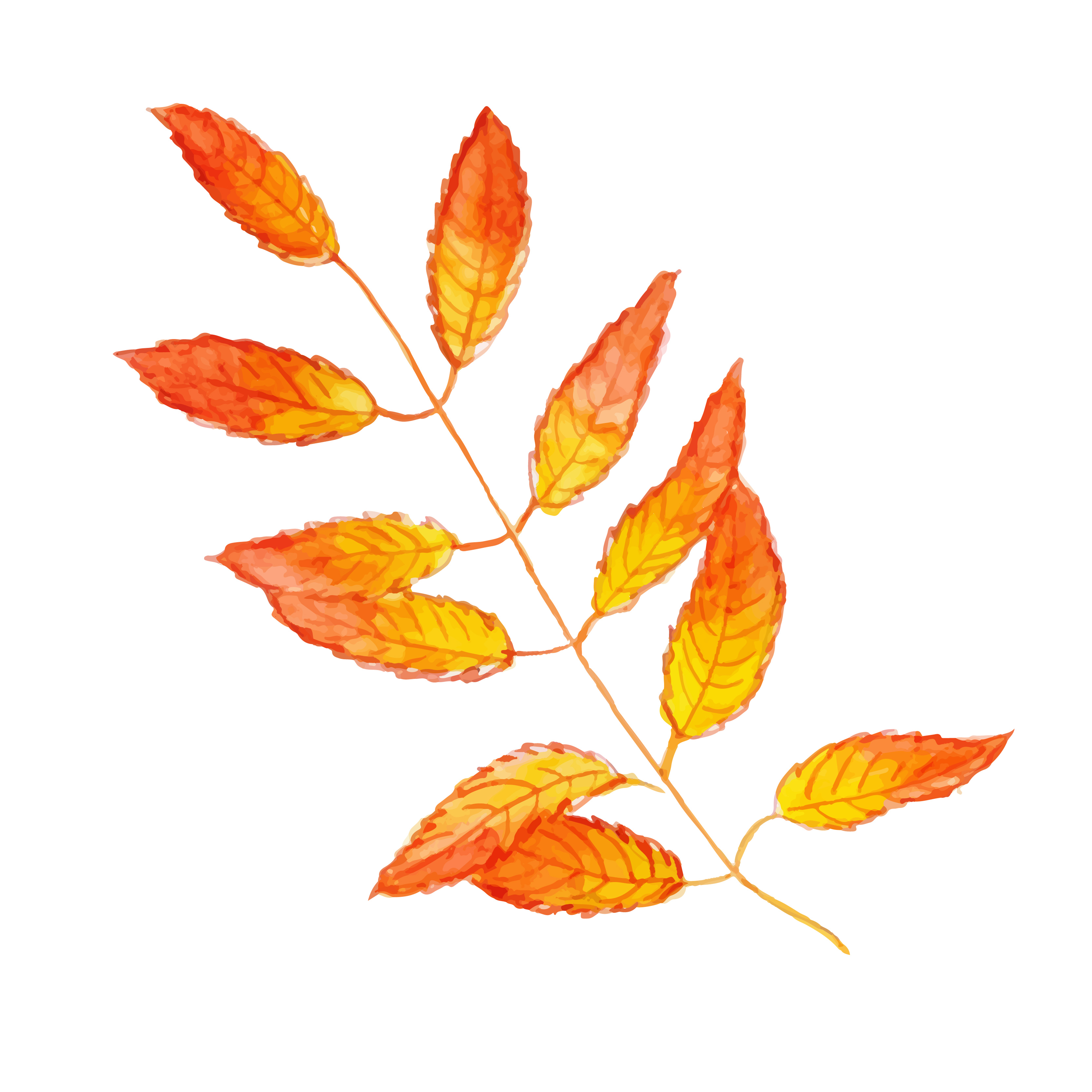Beautiful Watercolor Autumn Leaf 670072 Vector Art At Vecteezy
