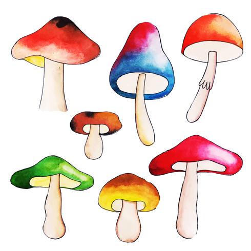 Beautiful Watercolor Autumn Mushroom Collection vector