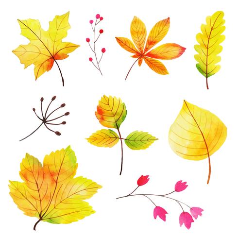 Beautiful Watercolor Autumn Leaves Collection vector