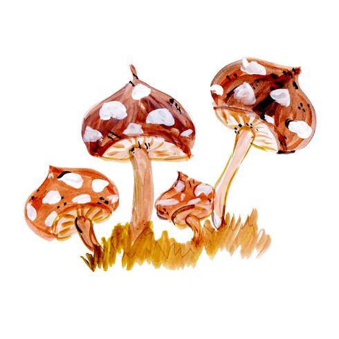 Watercolor Mushrooms  vector