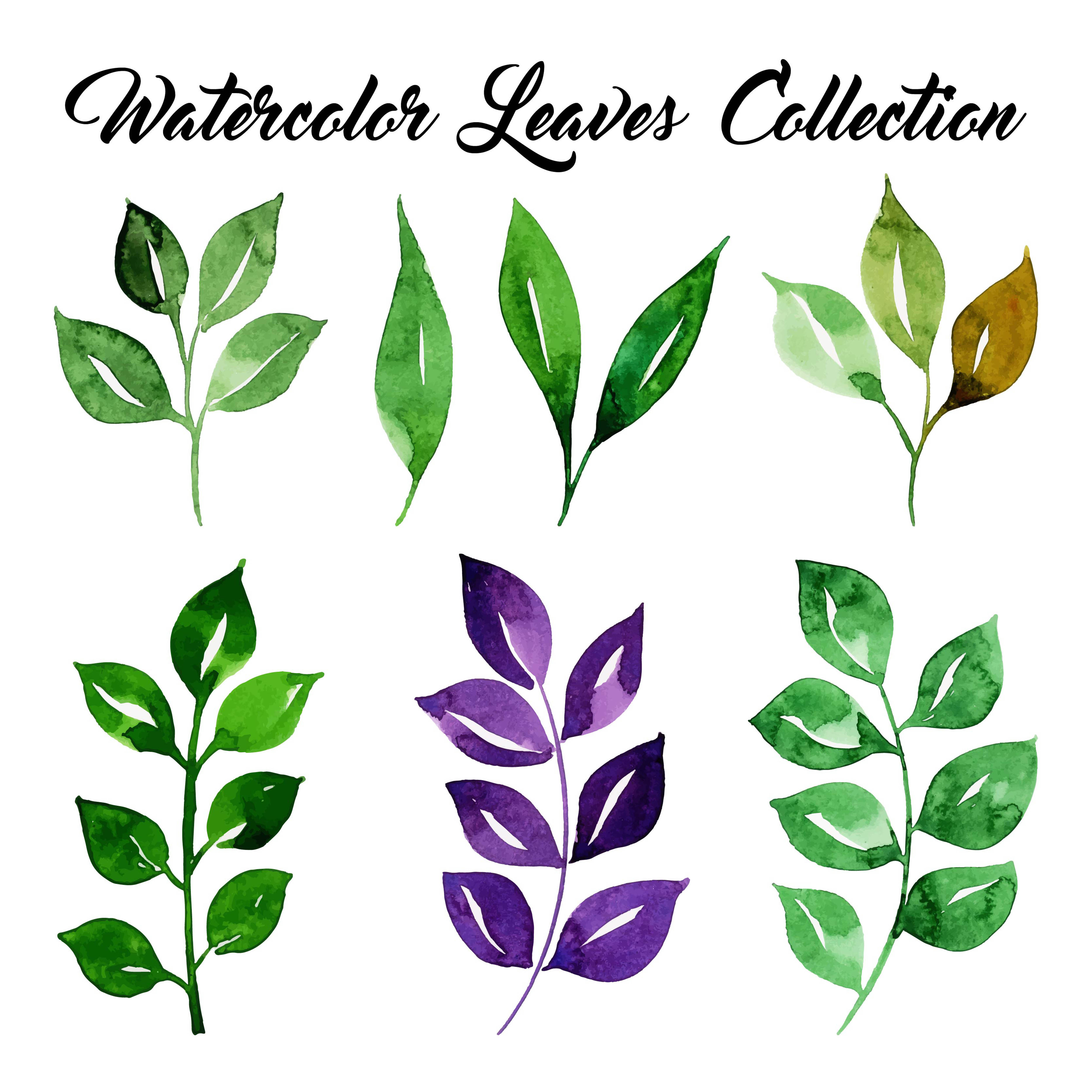 Leaves collection. Акварельные листья. Акварельные листочки. Листья акварель. Веточка с листьями акварель.