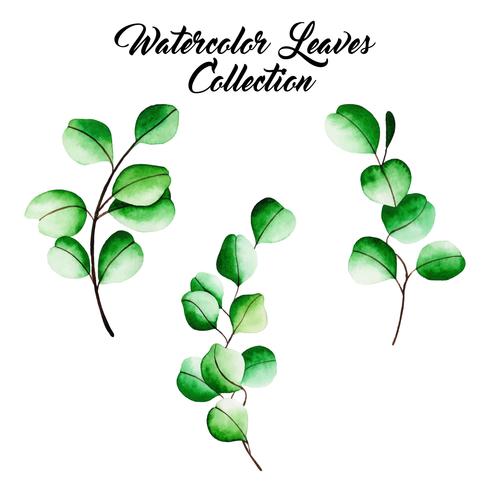 Watercolor Leaves Collection vector