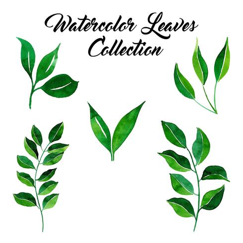 Watercolor Leaves Collection vector