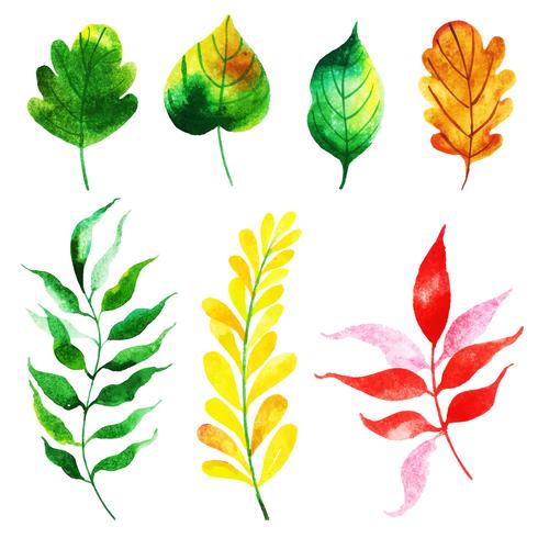 Autumn Leaves Collection vector