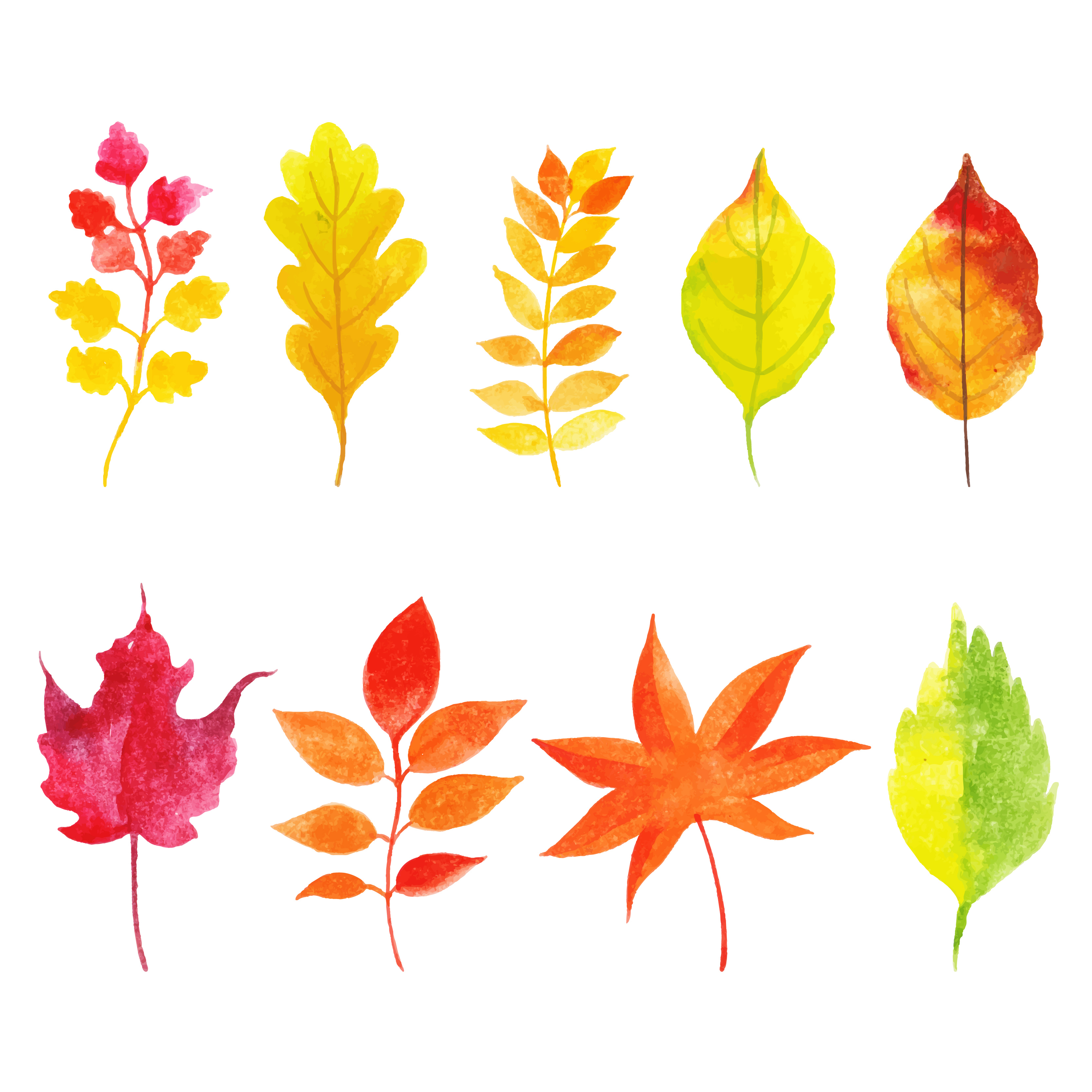 Leaves collection