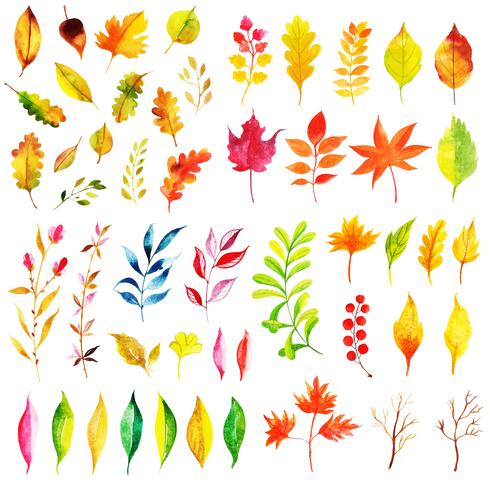 Beautiful Watercolor Autumn Leaves Collection vector