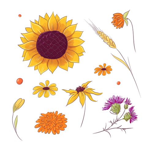 Hand drawn autumn and fall flowers vector