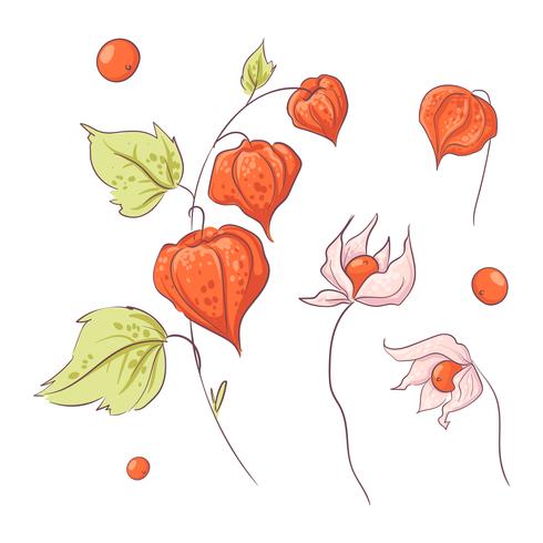 Mano dibujada ramita physalis y flores, otoño y hojas. vector