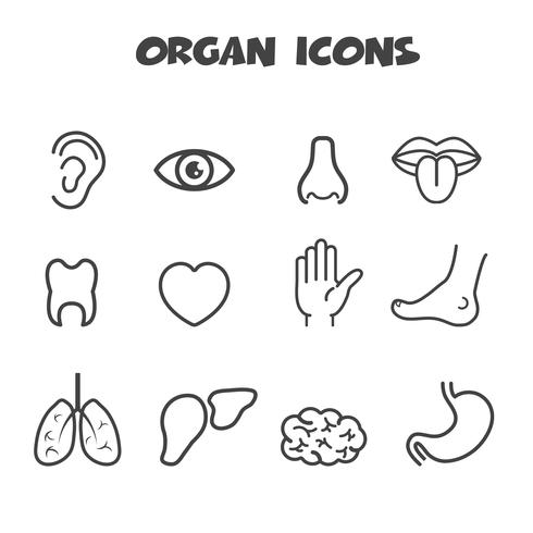 organ icons symbol vector