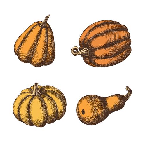 Conjunto de calabazas dibujadas a mano. Otoño. vector