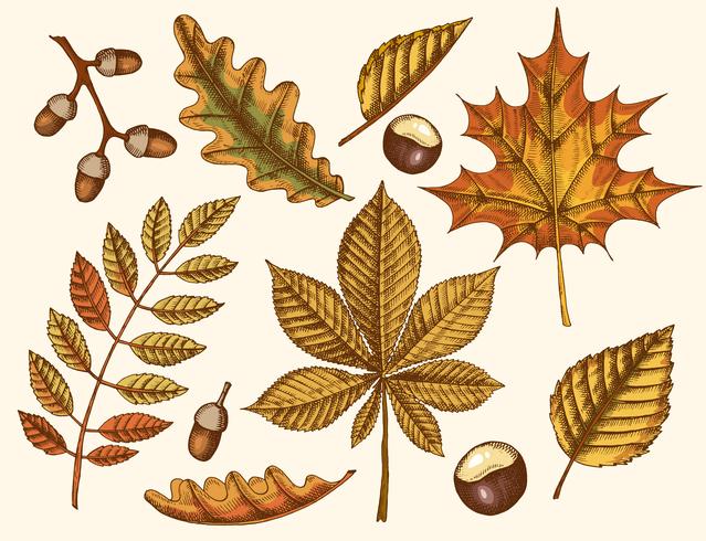 Conjunto de hojas de otoño dibujadas a mano vector