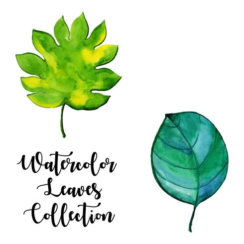 Colección de hojas de acuarela vector