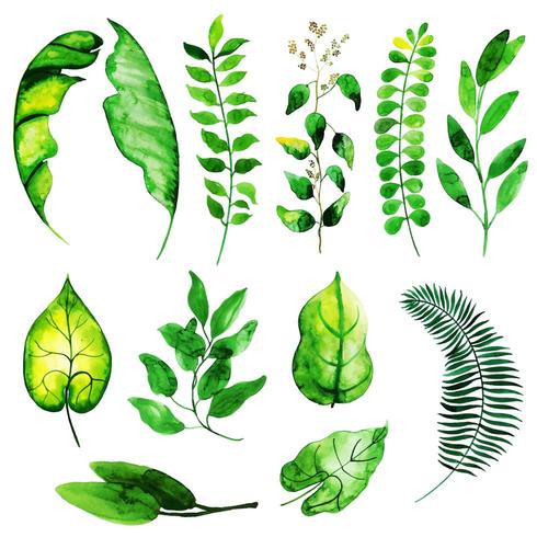 Colección de elementos de hojas de verano vector
