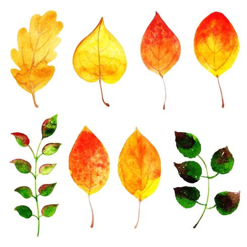 Beautiful Watercolor Autumn Leaves Collection vector