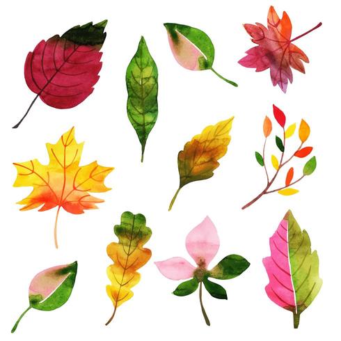 Watercolor Autumn Leaves Collection vector