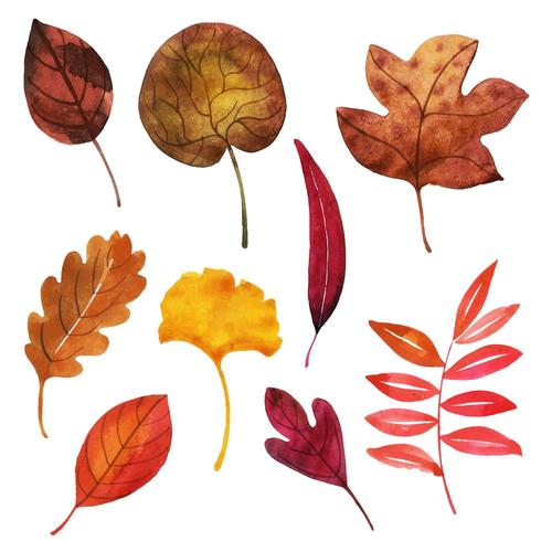 Fall Leaves Collection vector