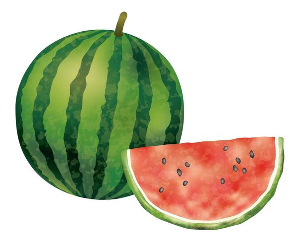 Watercolor watermelons isolated on a white background. vector