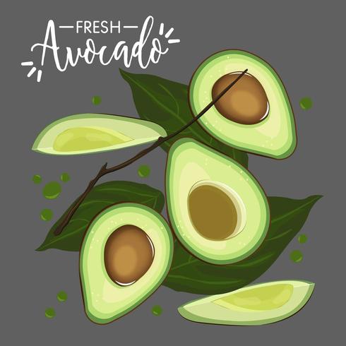 Colección de aguacate fresco vector