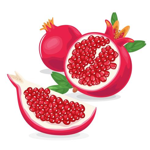 Ilustración de fruta de granada fresca vector