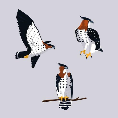 imposing hawks birds with different poses vector