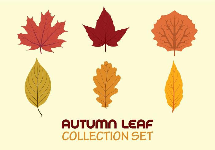 Conjunto de colección de hojas de otoño vector