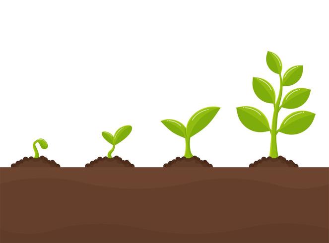 Tree growth Planting trees that sprout from seeds  vector