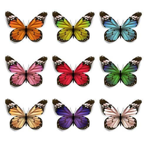 Conjunto de mariposas coloridas vector