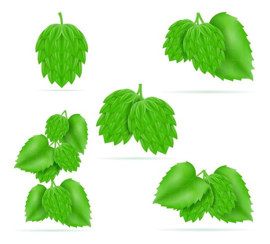 hops ripe and green beer preparation ingredient vector illustration