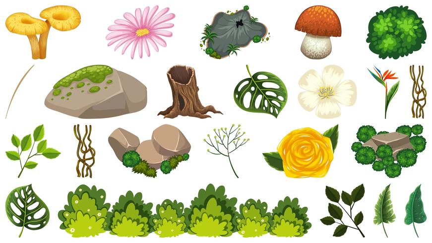 Set of ornamental plant vector
