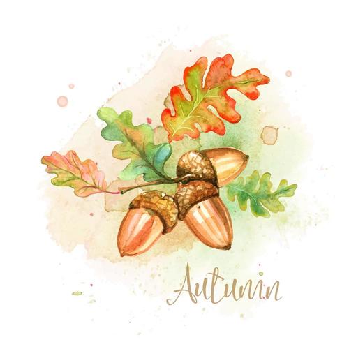 Watercolor autumn card with acorns and oak leaves vector