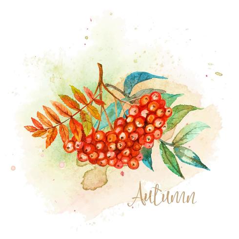 Autumn watercolor postcard with a spring of Rowan vector