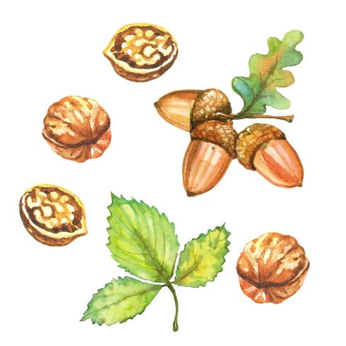 Conjunto de acuarelas de otoño. Nueces y bellotas vector