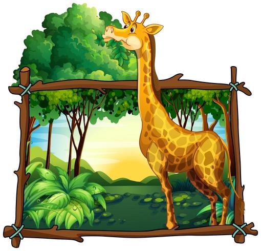 Giraffe eating leaves on the tree vector