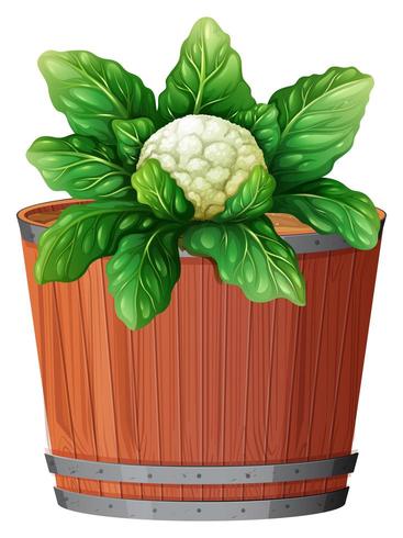 cauliflower in large pot vector