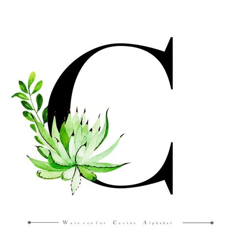 Alphabet Letter C with Watercolor cactus and Leaves vector