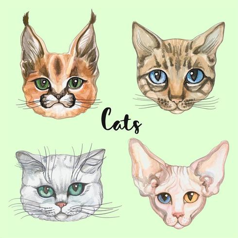 Caras de gatos de diferentes razas. Conjunto. Acuarela vector