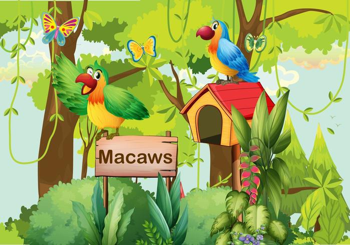 A forest with macaws, a signboard and mailbox vector