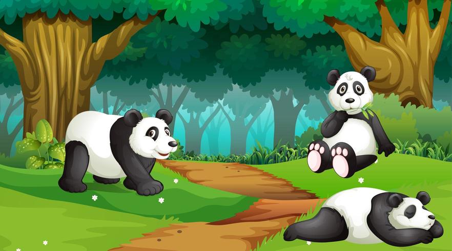 Pandas en escena de madera vector