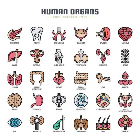 Iconos de línea fina de órganos humanos vector