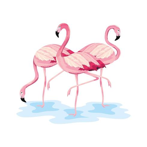 tropical flamingos beautiful wild animals vector