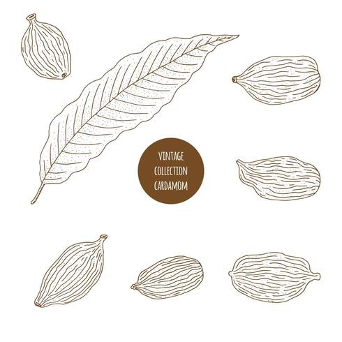 Cardamom. Hand drawn set of cosmetic herbs isolated on white background. vector