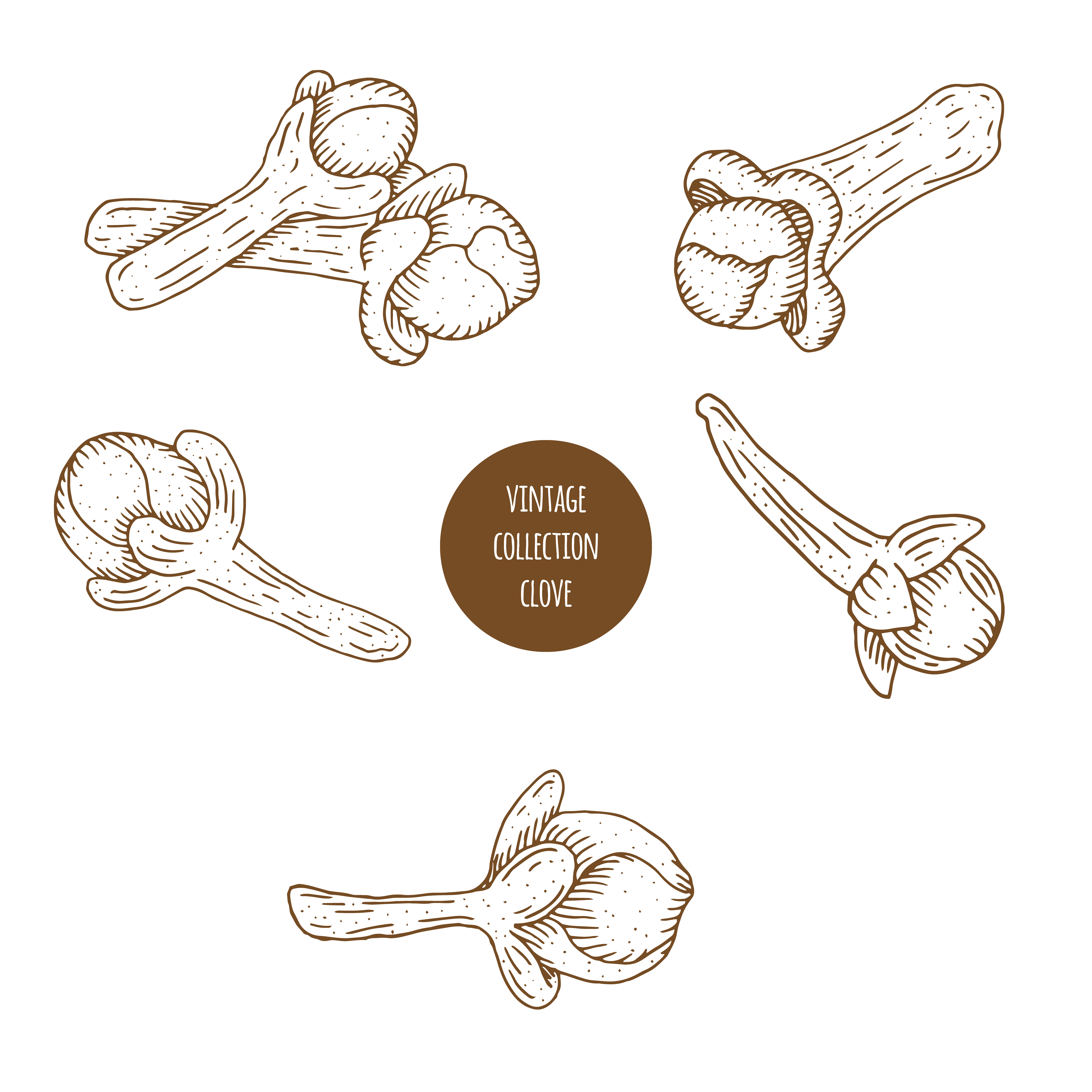 Clove Free Vector Art (208 Free Downloads)