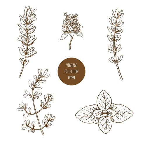 Thyme. Hand drawn set of cosmetic herbs and plants isolated on white background. vector