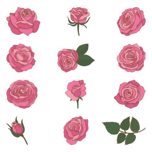 Conjunto de rosas dibujadas a mano vintage vector