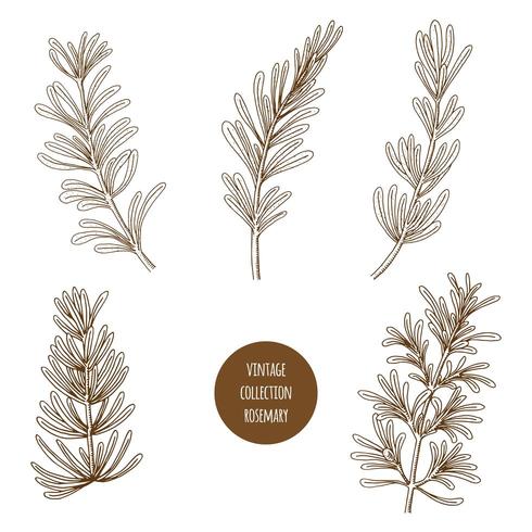 Rosemary. Hand drawn set of cosmetic herbs and plants isolated on white background. vector