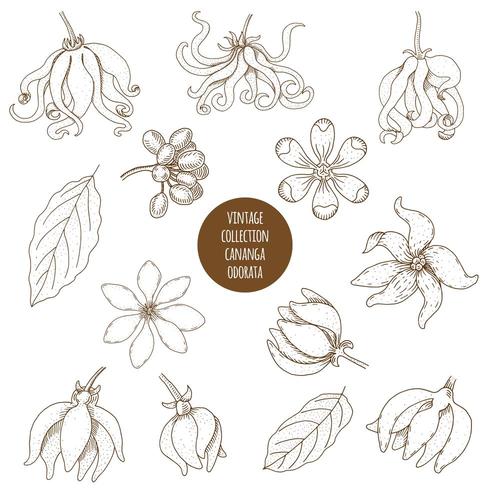Cananga odorata. Hand drawn set of cosmetic herbs and plants isolated on white background. vector