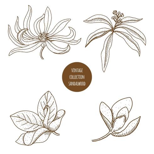 Sandalwood. Hand drawn set of cosmetic herbs and plants isolated on white background. vector