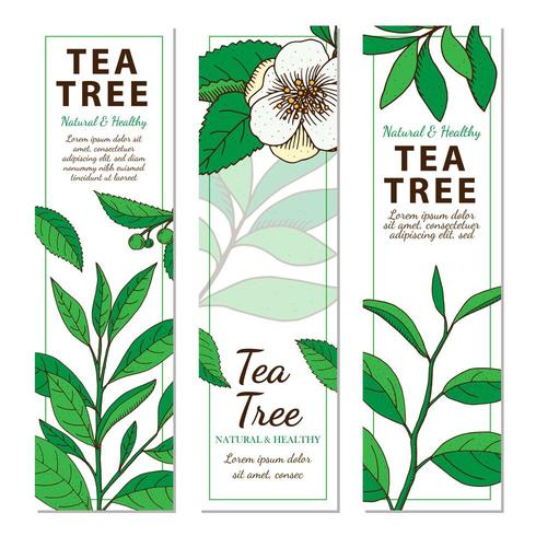 Árbol de té. Conjunto de 3 banners web dibujados a mano vertical con hierbas aisladas sobre fondo blanco. vector